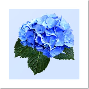 Beautiful Blue Hydrangea Posters and Art